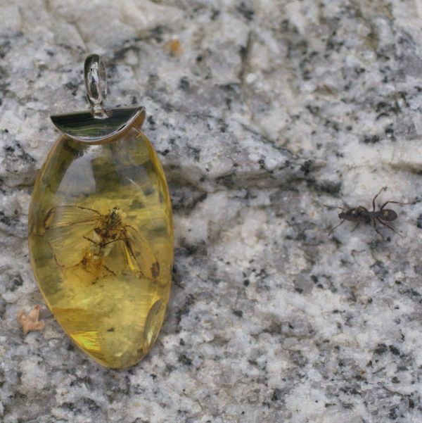 Bernstein mit Insekteneinschluß